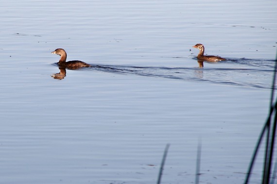 Cuyamaca Rancho SP_pied-billed grebe adult and chick