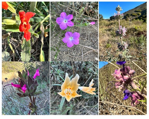 Point Mugu SP_flowers collage 