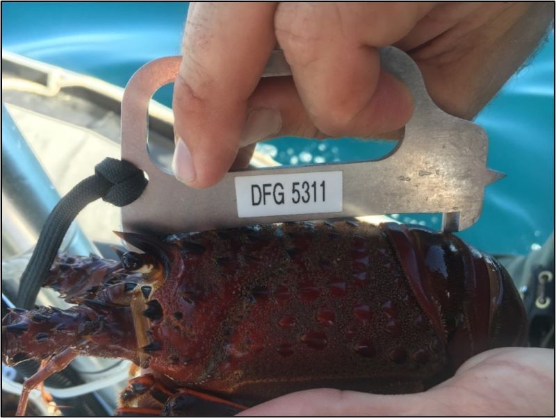 Officials measuring lobster.