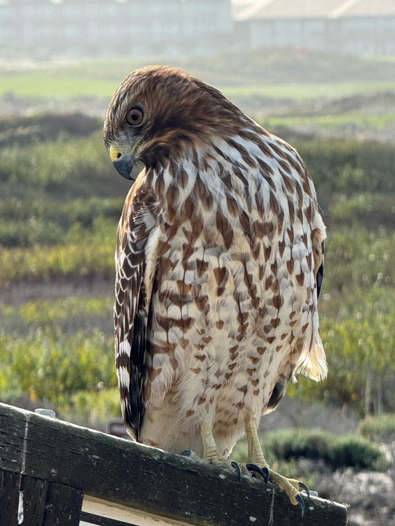 Asilomar SB_Red-shouldered hawk