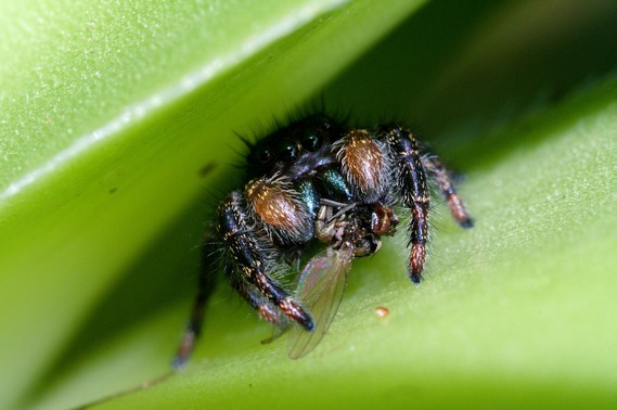 Salt Point SP (spider)