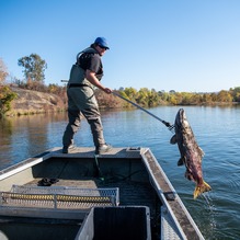 A Feather River biologist conducts a salmon carcass survey in the Feather River in Oroville. 