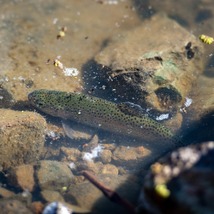 The Feather River Fish Hatchery raises steelhead at the hatchery and releases them into the Feather River at Boyd’s Pump Boat Launch.