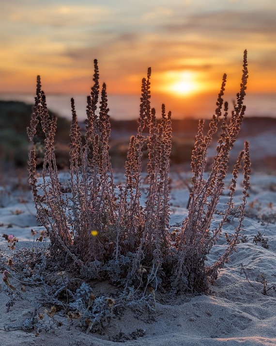 Asilomar SB_plant photo by Cindy Lim 