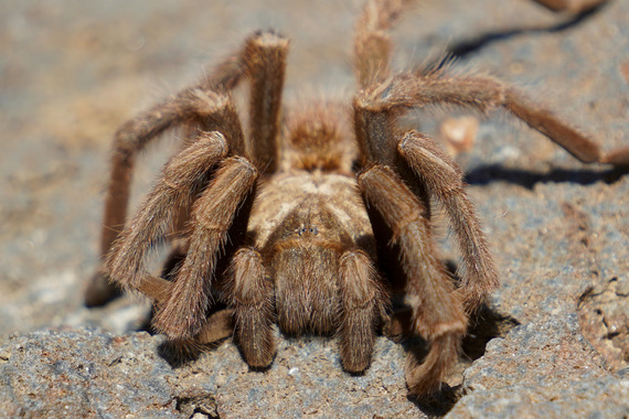 Red Rock Canyon SP (tarantula)