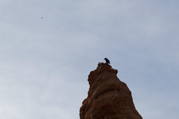 Red Rock Canyon SP (raven)