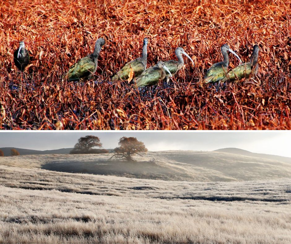 Cuyamaca Rancho SP (collage)