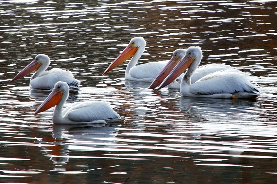 Cuyamaca Rancho SP (Pelicans in lake)