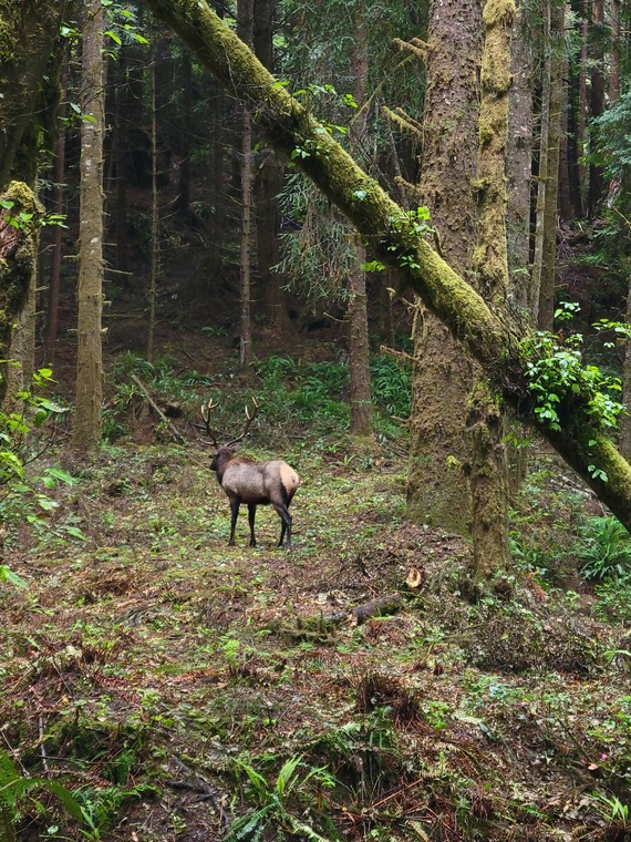 Prairie Creek Redwoods SP (elk)