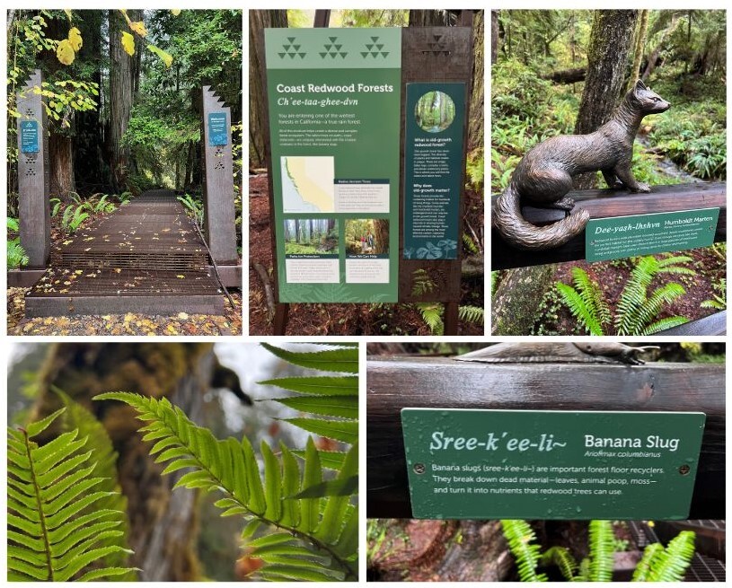 Jed Smith Redwoods SP (collage)