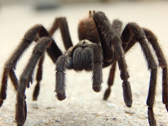 Providence Mountains SRA (Tarantula)