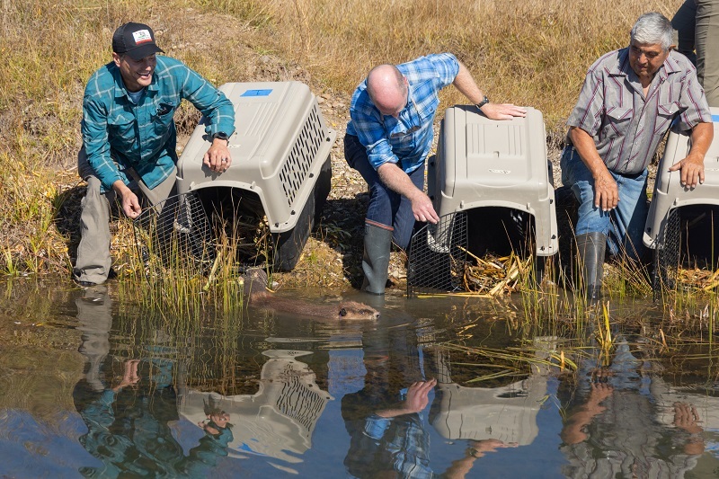 State and tribal officials release beavers into the wild from portable crates.