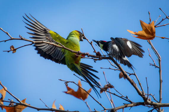 Malibu Creek SP (birds fighting)