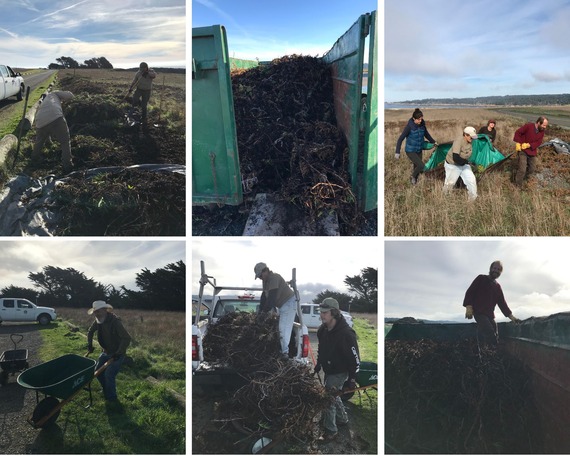 Mendocino Headlands SP (ice plant cleanup collage)