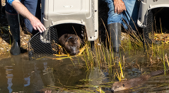 Beavers being released into the wild in Plumas County