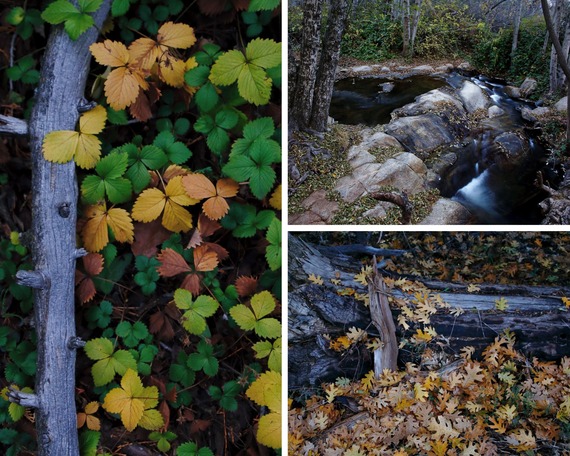 Cuyamaca Rancho SP_3 pic collage