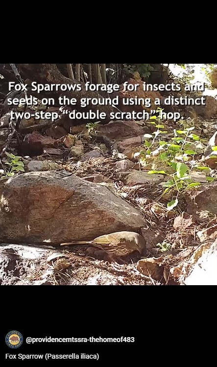 Providence Mountains SRA (fox sparrow)