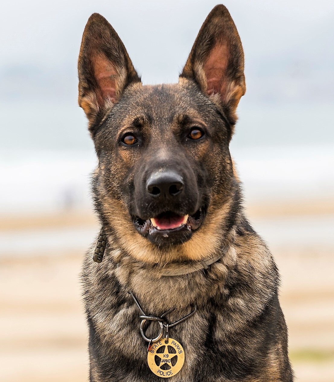 K9 Janko Headshot pic