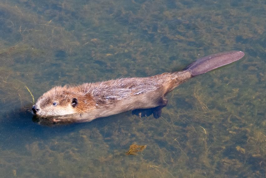 Recently released beaver in Plumas County pond