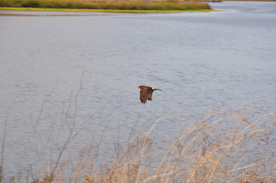 Bethany Reservoir SRA_Northern Harrier