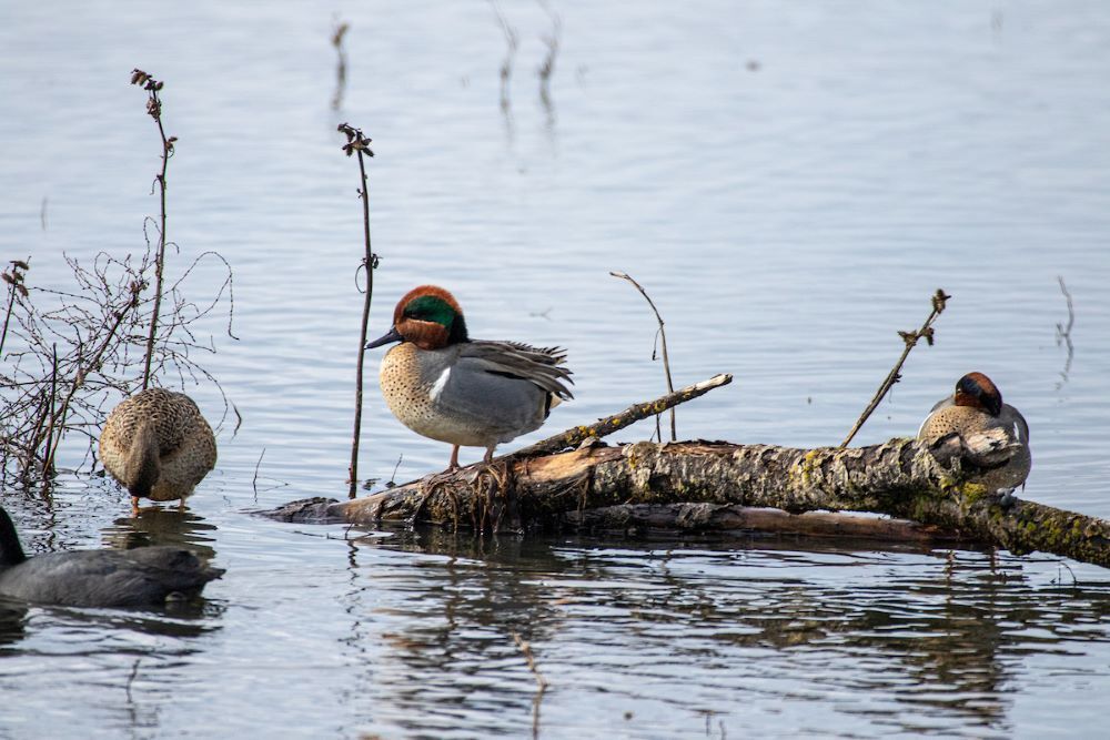 Three ducks in shallow water