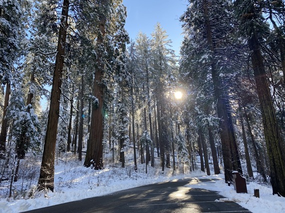 Calaveras Big Trees SP_snowfall