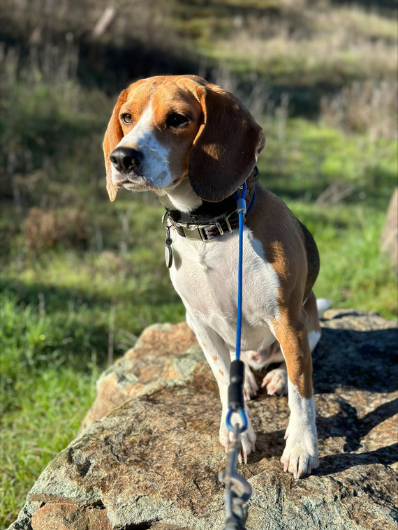 Auburn SRA (First Day Hikes)