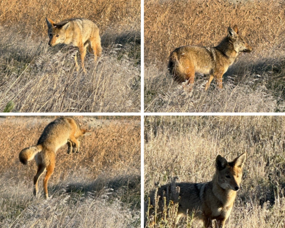 Hungry Valley SVRA_coyote collage