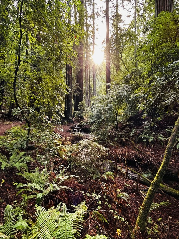 Samuel P. Taylor SP-Pioneer Tree Trail