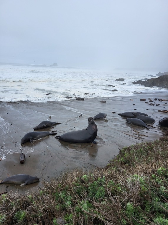 Seals at Hearst San Simeon SP