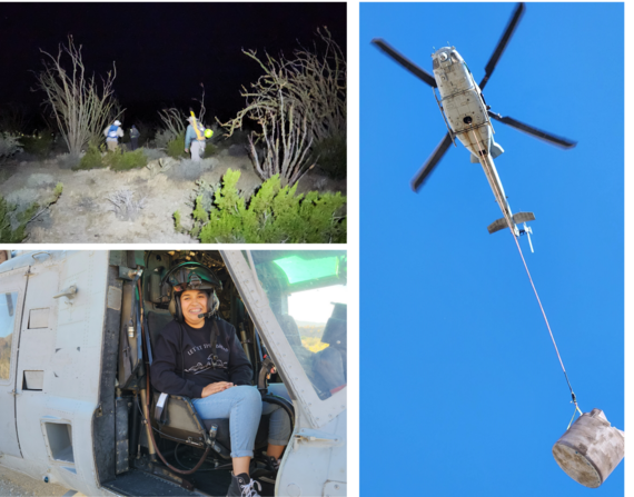 Anza Borrego collage