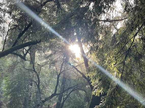 Hendy Woods Sun trees