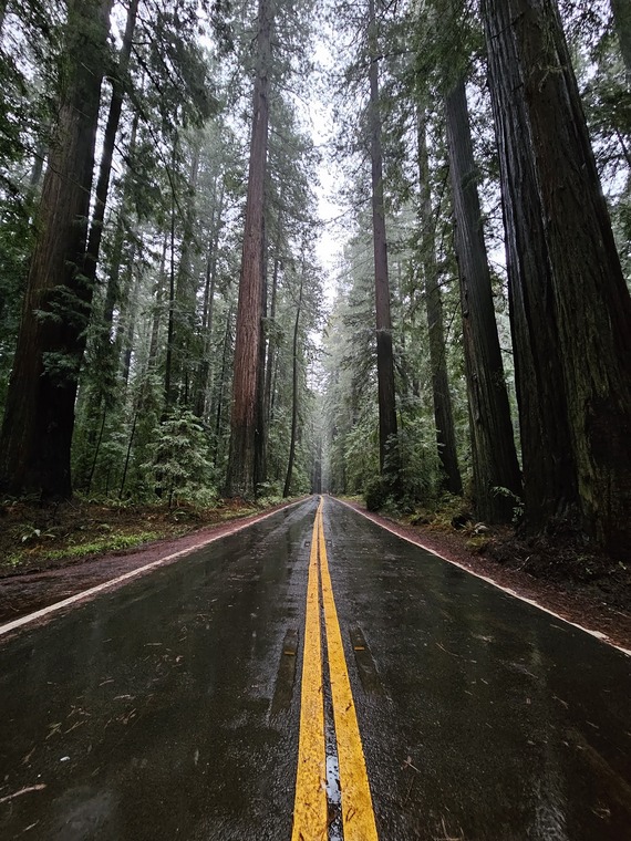 Humboldt Redwoods SP_during the rainstorm