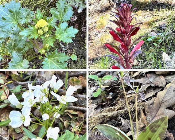 China Camp SP_early-blooming wildflowers (4-pic collage)