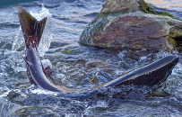 California Salmon Strategy Cover photo