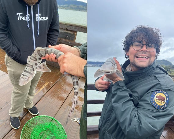 Candlestick Point SRA_leopard shark collage