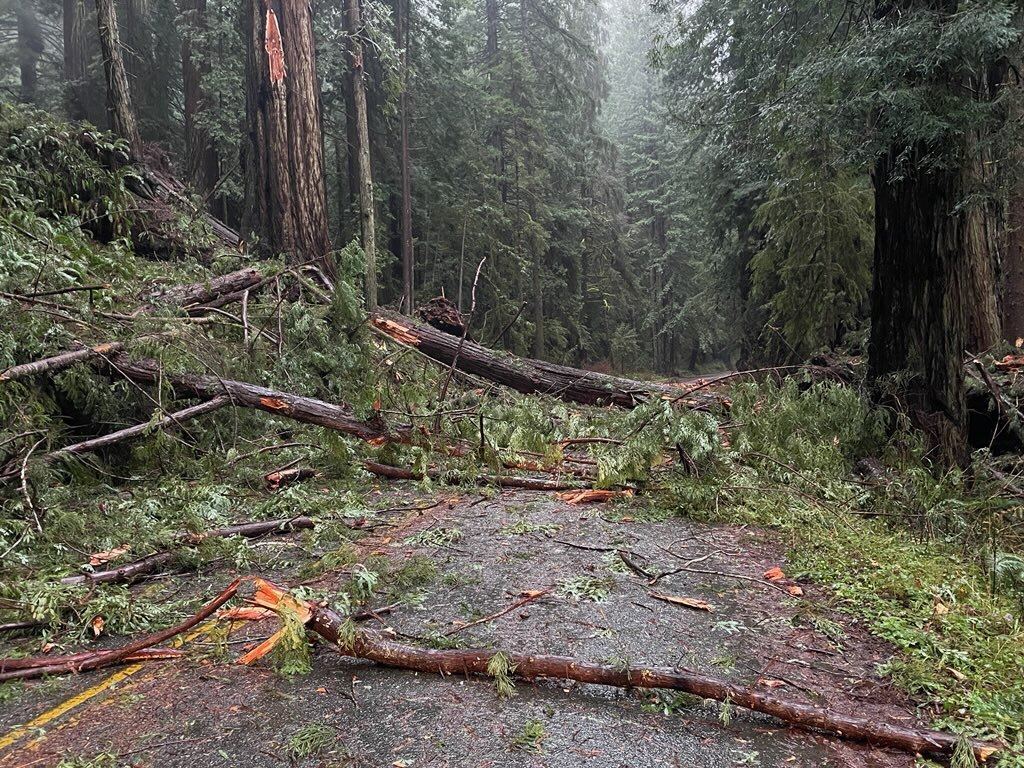 Prairie Creek Redwoods State Park_trees down