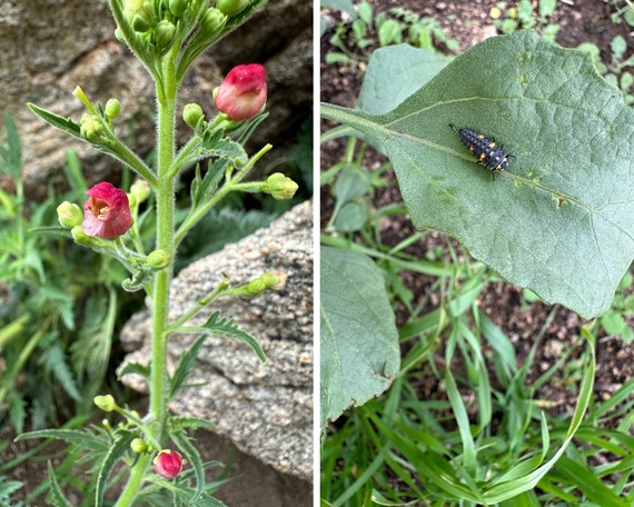 Lake Perris SRA_California bee plant and ladybug larvae