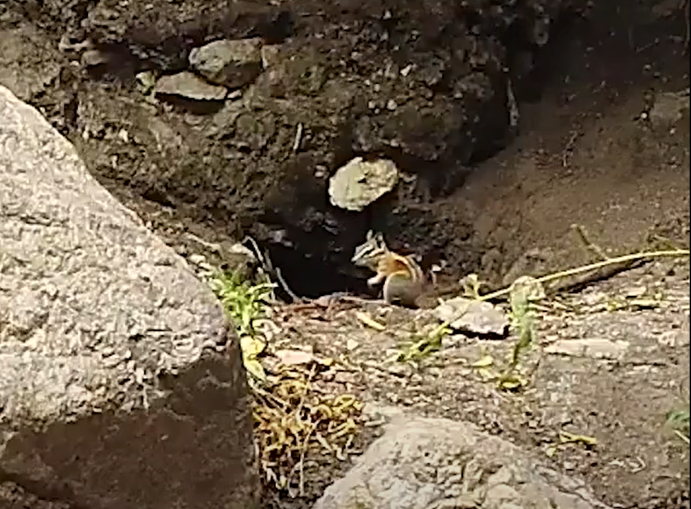 Providence Mountains  SRA chipmunk video