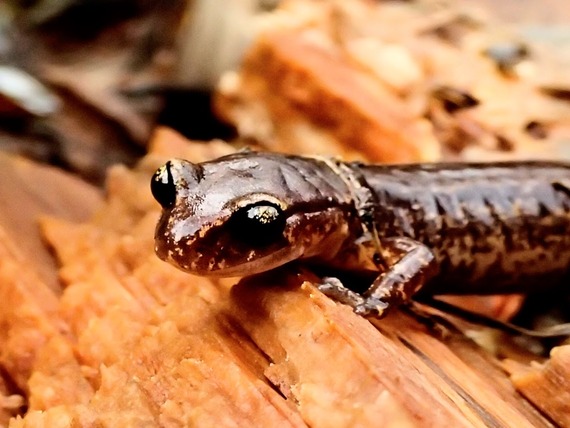 Del Norte Coast Redwoods SP_salamander #2