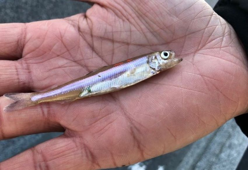 Delta smelt