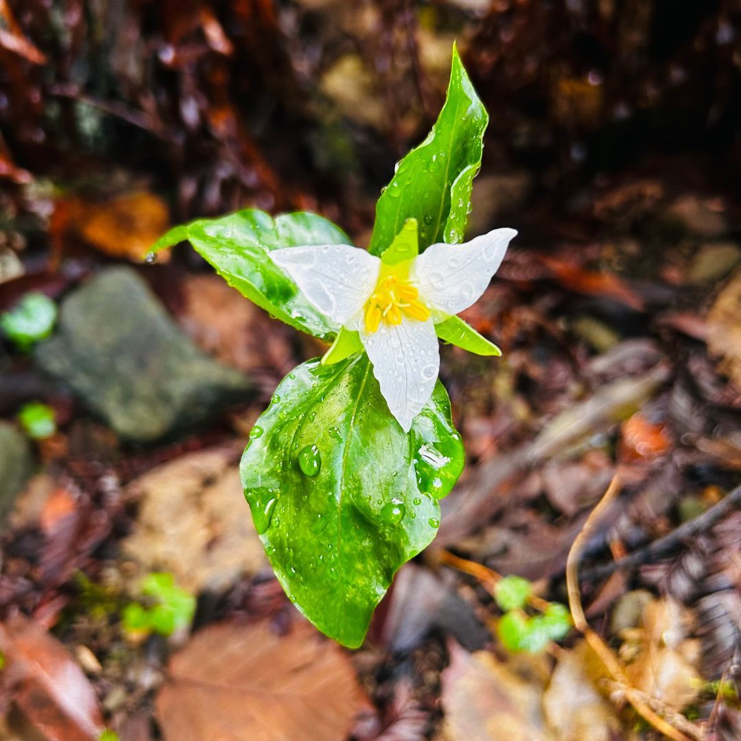 trillium plant (cropped photo)