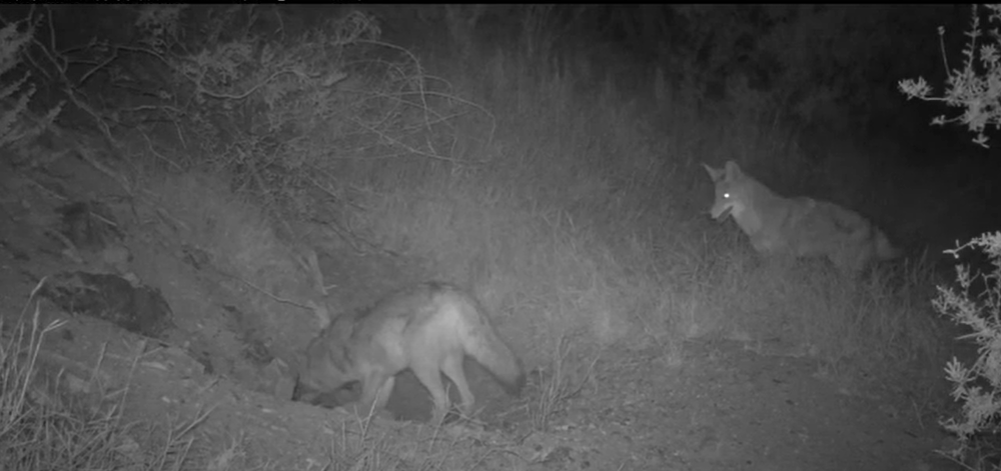 Providence Mountains SRA_two coyotes playing screenshot