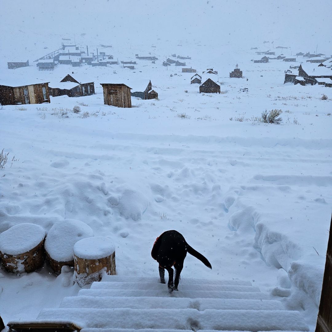 Bodie SHP_Bark Ranger Scully (cropped photo)