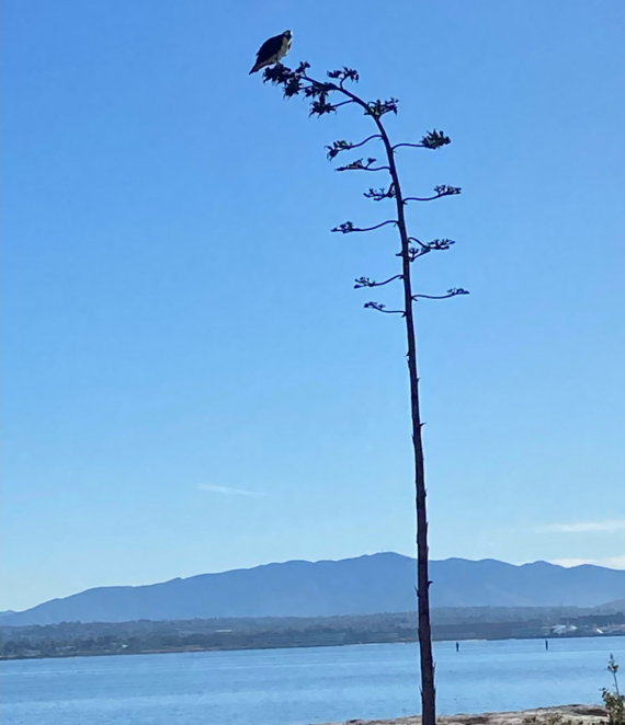 Silver Strand SB_Osprey on Agave bloom