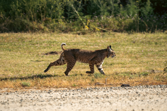 Hungry Valley SVRA_bobcat