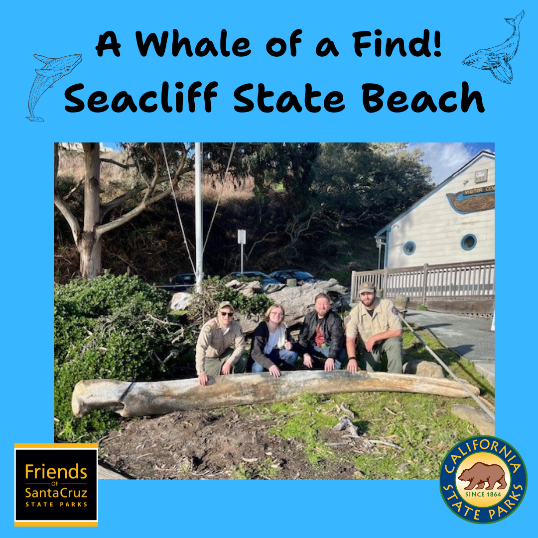 Seacliff SB whalebone