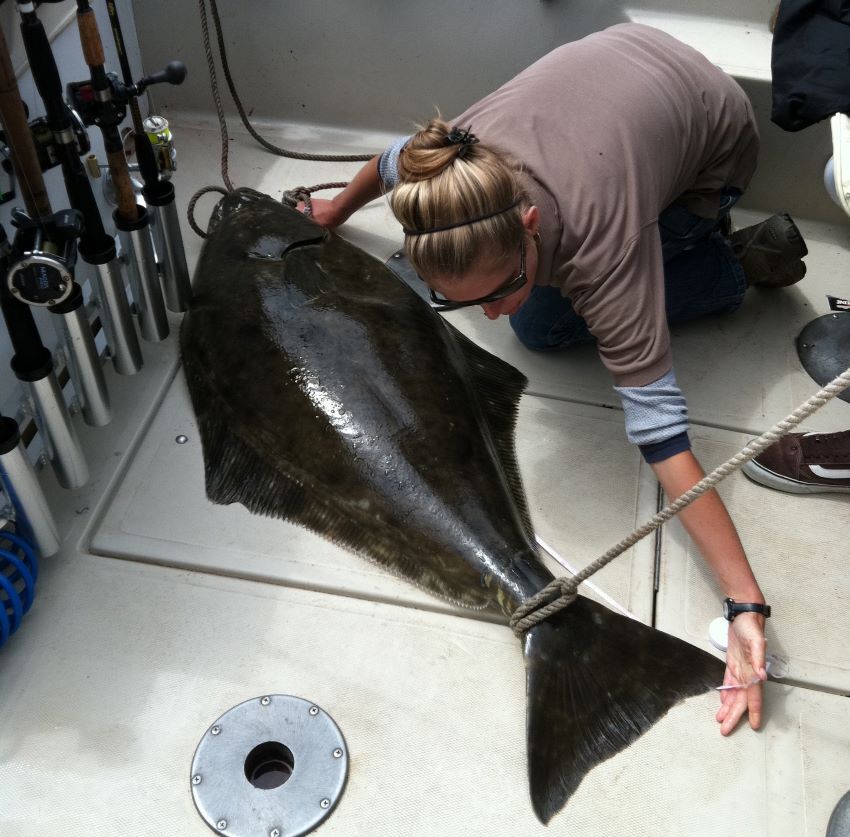 person measuring halibut