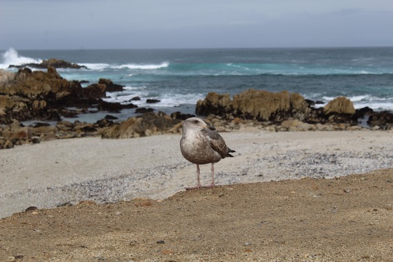 Asilomar SB_seagull