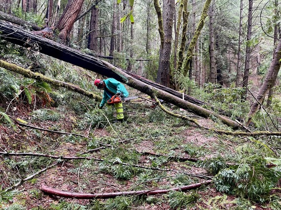 SCR trail crew report (Rich Lawton Paul Schwarz starting to clear a pile of pick up sticks)